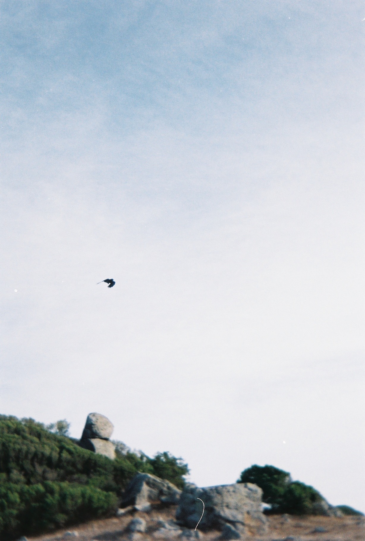 crow flies above rocks