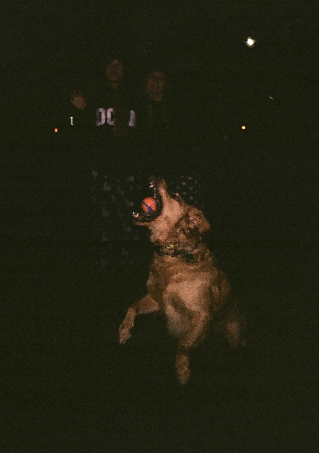 a dog jumps to catch a ball