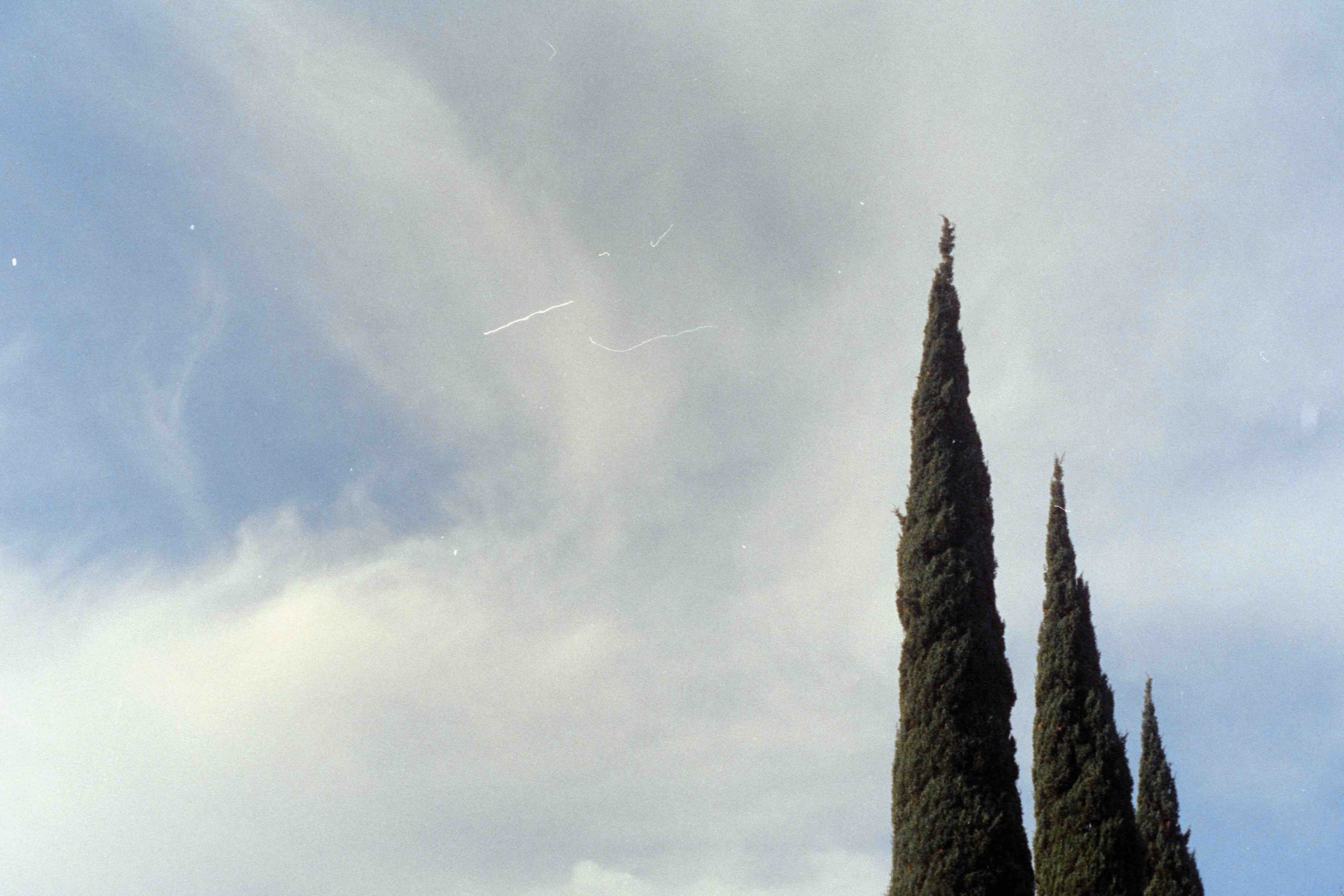 3 italian cypress trees