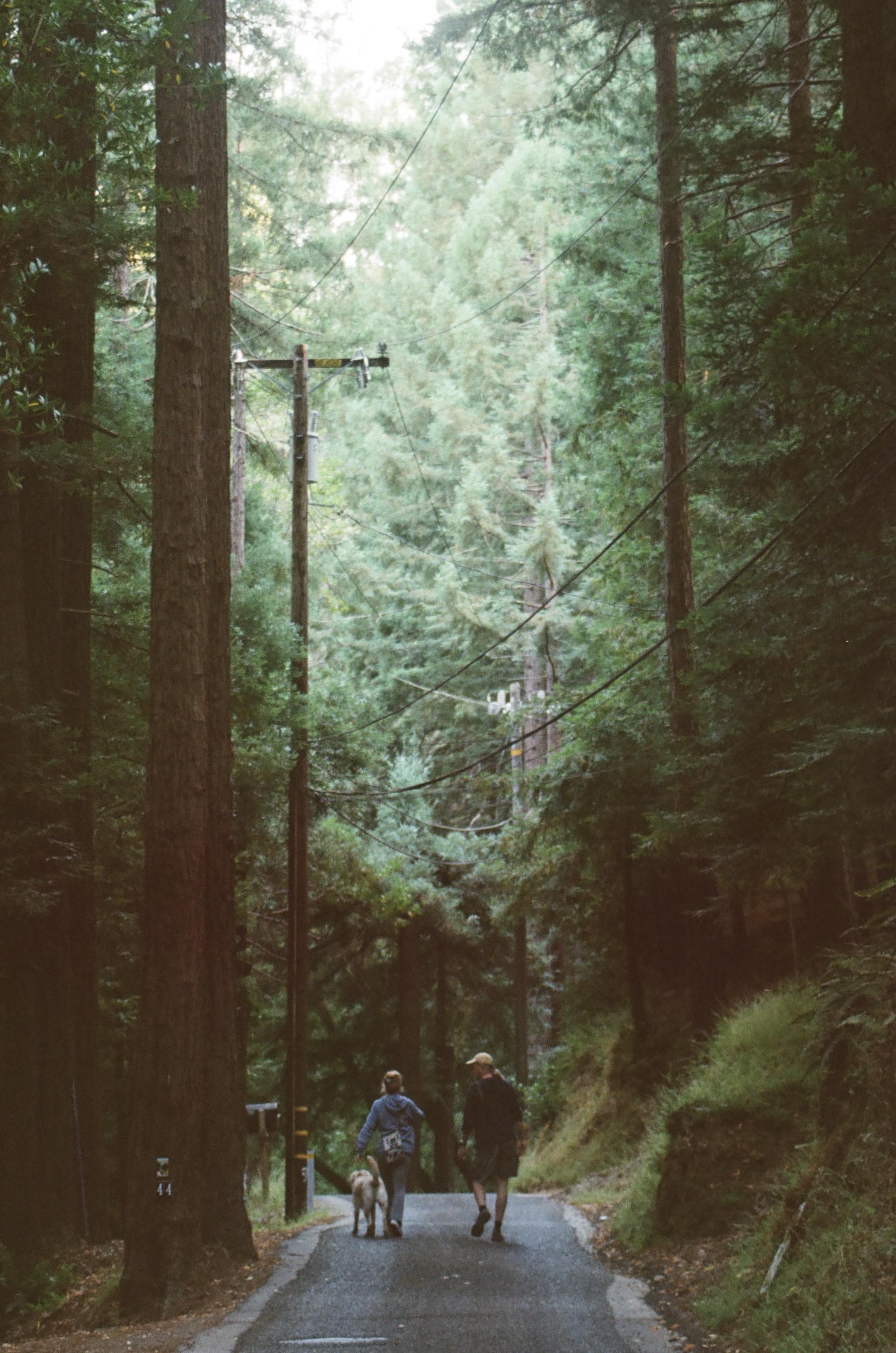 couple walk their dog down a forested road
