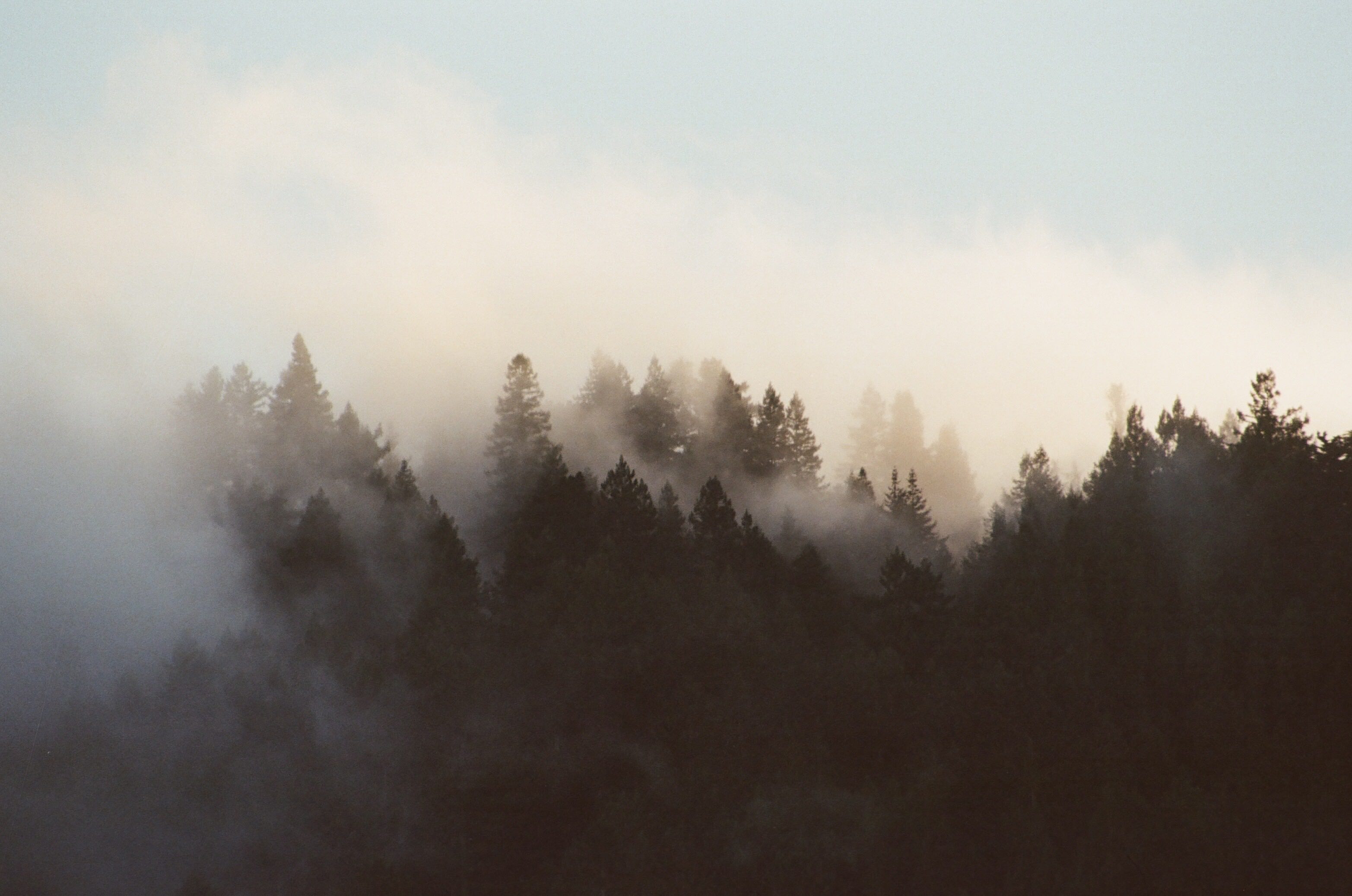 fog weaves between trees
