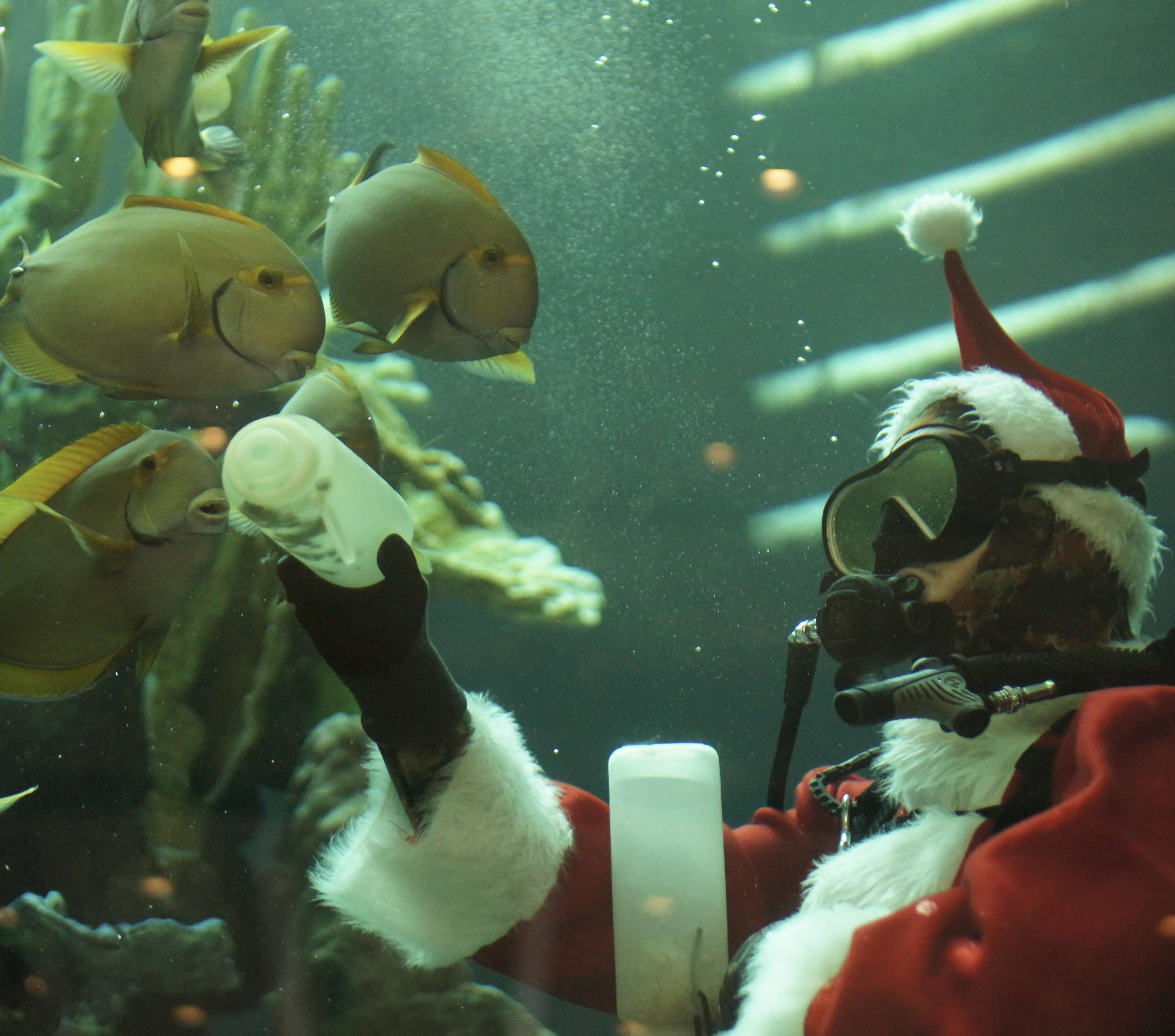 diver dressed as santa feeds fish