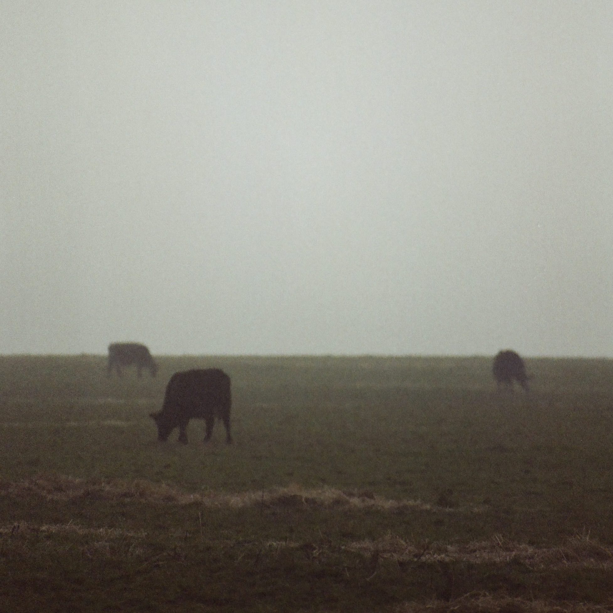 3 cows graze in a foggy field