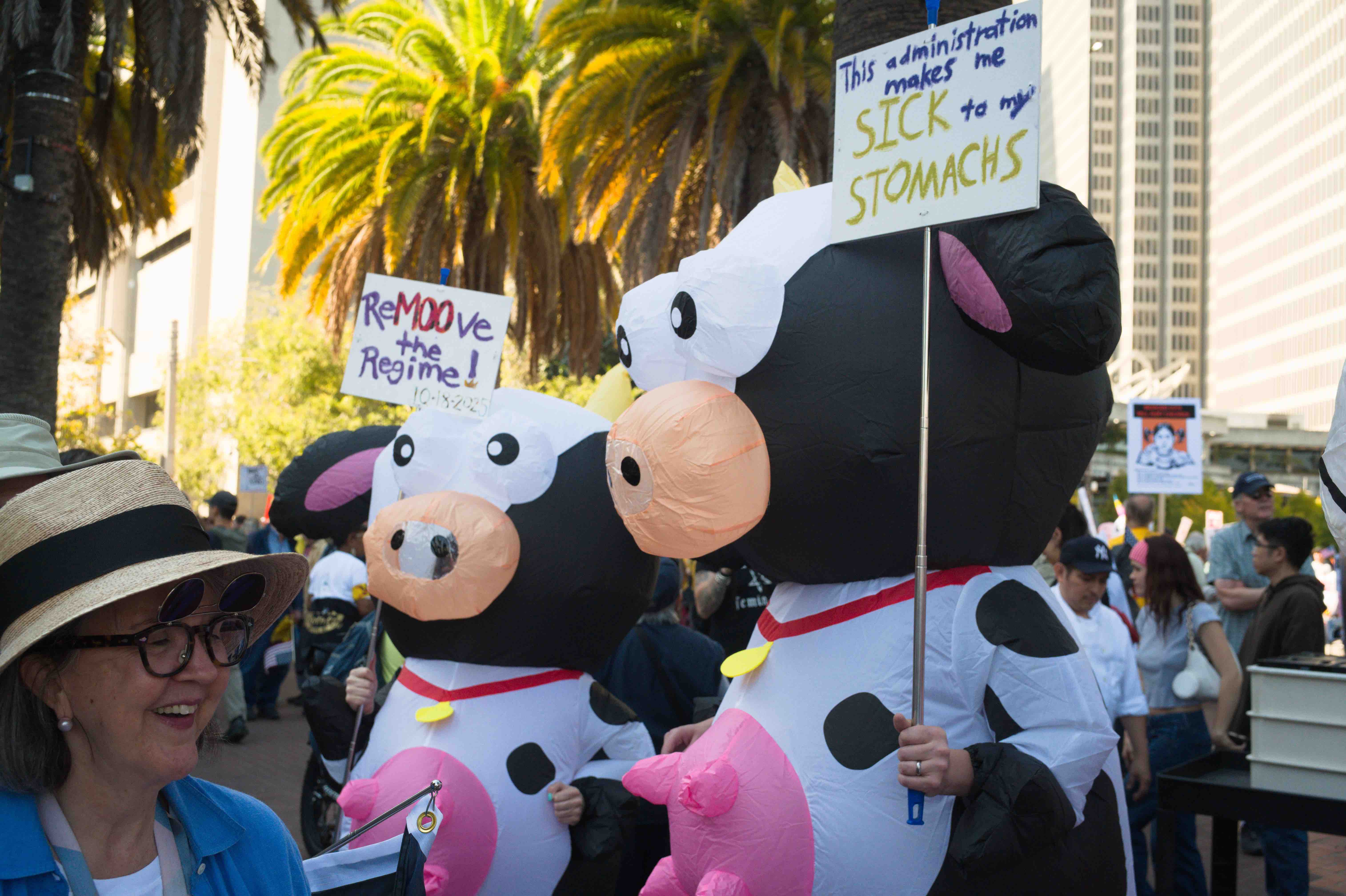 cows hold signs with cow themed puns