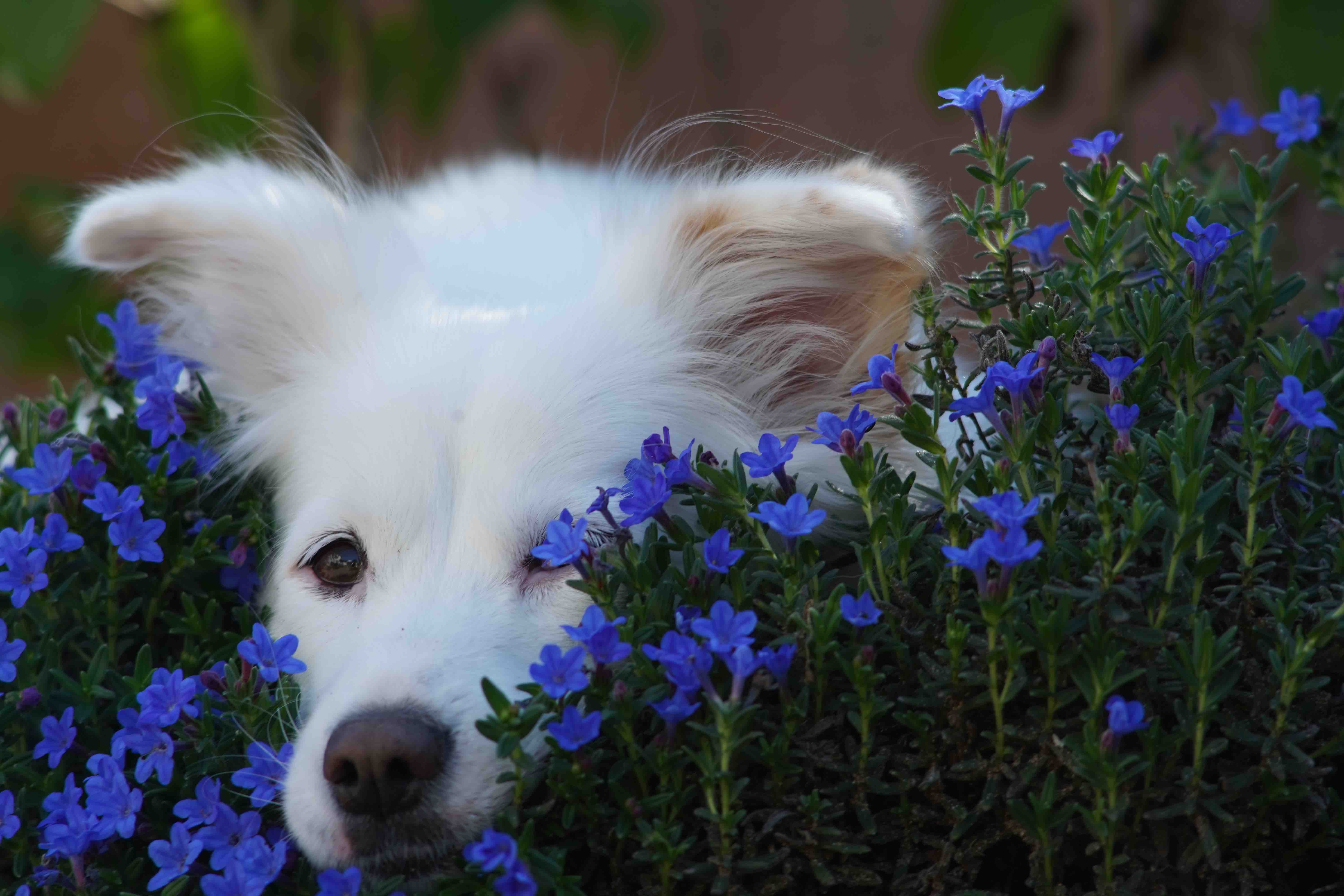 dog in flowers