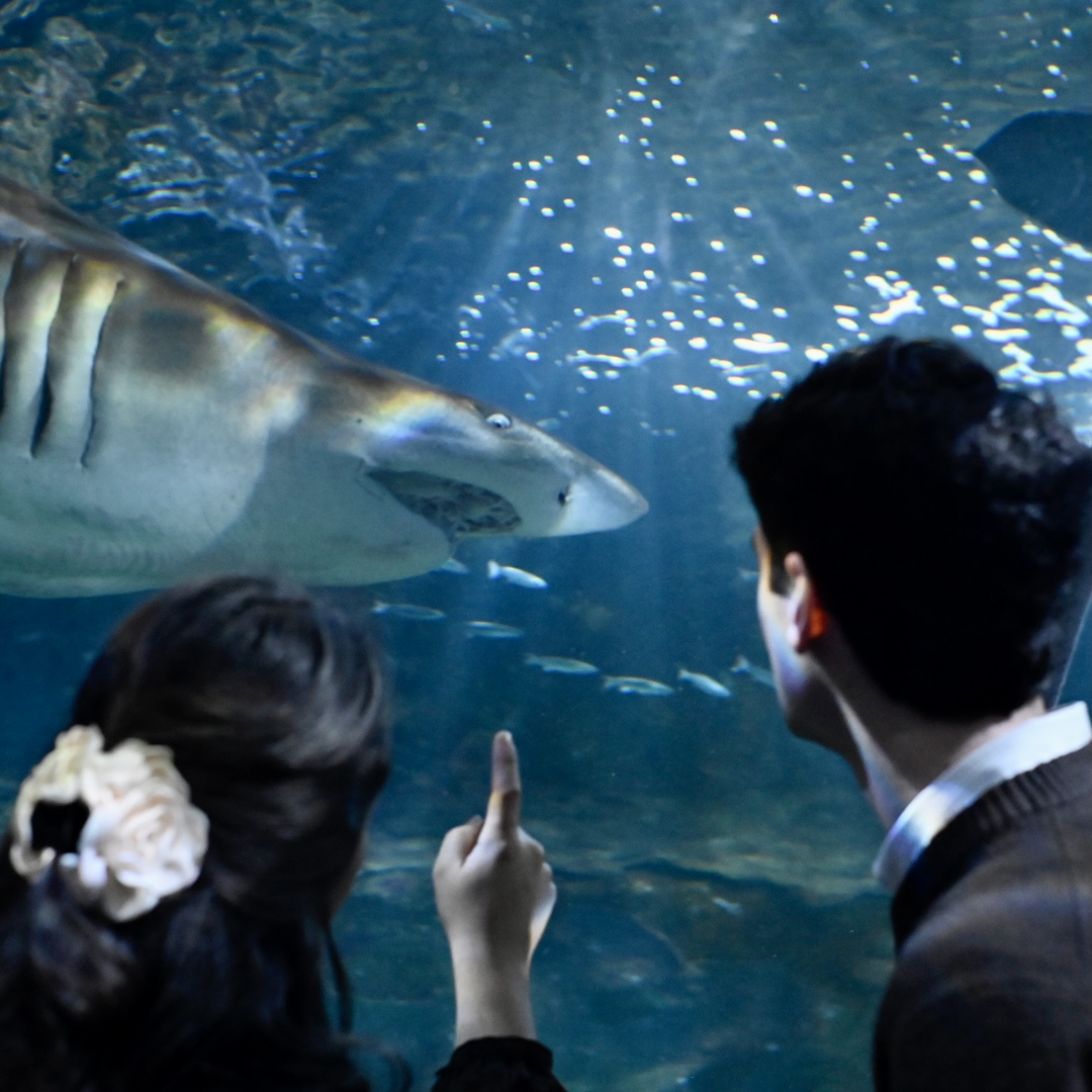 Woman points to a shark in a tank